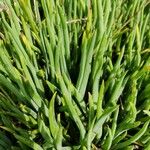 Bulbine frutescens Blad