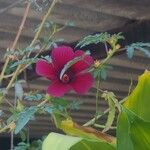 Hibiscus acetosella Blatt