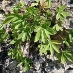 Potentilla caulescens Φύλλο