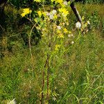 Jacobaea erratica Habitat