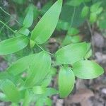 Asparagus asparagoides Leaf