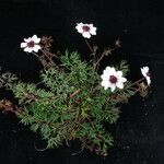 Potentilla coriandrifolia Habitus