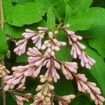 Syringa josikaea 花