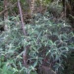 Psychotria vieillardii आदत