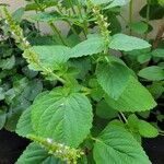 Salvia tiliifolia Leaf