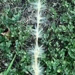 Bothriochloa laguroides Flor