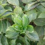 Hydrangea macrophylla Leaf