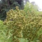 Sorbaria sorbifolia Fruit