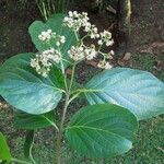 Cordia eriostigma Arall