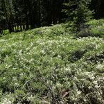 Ceanothus cordulatus Агульны выгляд