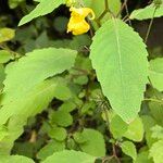 Impatiens noli-tangere Flower