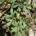 Ranunculus paludosus Leaf