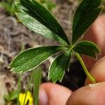 Potentilla aurea Лист