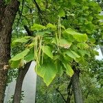 Catalpa ovata Lehti