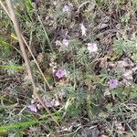 Geranium tuberosum Feuille