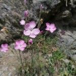 Dianthus sylvestris Цветок
