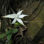 Aerangis gravenreuthii Flower