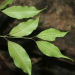 Eugenia oerstediana Hoja