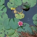 Nymphaea candida Flors