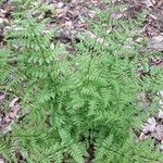 Dryopteris carthusiana Habitat