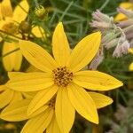 Coreopsis verticillata Цветок