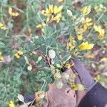 Baptisia tinctoria Flor