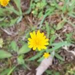 Krigia virginica Flower