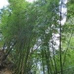 Bambusa vulgaris Хабит