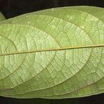 Ocotea nigra Leaf