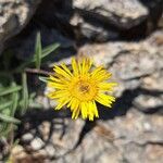 Inula montanaЦвят