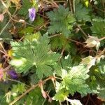 Geranium spp. Leaf