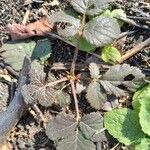 Rubus vestitus Habitatea