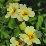 Sisyrinchium striatum Fleur