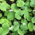 Hydrocotyle leucocephala Leaf