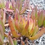 Carpobrotus edulis Habitatea