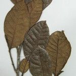Trymatococcus amazonicus Otro