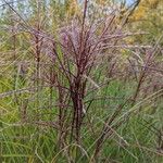 Miscanthus sinensis Flower