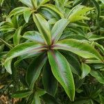 Foetidia mauritiana Leaf