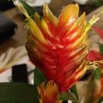 Guzmania lingulataFlor