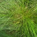 Festuca heterophylla Hoja