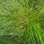 Festuca heterophylla Blatt