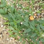 Pycnanthemum verticillatum Leaf