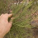 Acacia cuspidifolia