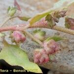 Atriplex glabriuscula Froito