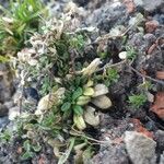 Cerastium semidecandrum Blad