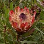 Protea susannae Flower