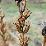 Oenothera biennis Fruit