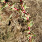 Salsola soda Hábito