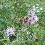 Cirsium arvenseFlor