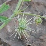 Medicago laciniata Frukt